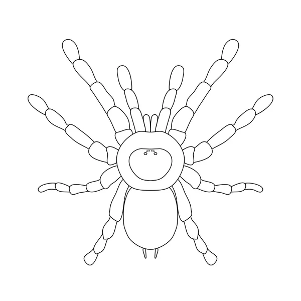 독 거미 거미 Brachypelma smithi, 거미 여자 거미 최고 볼 수 있습니다. 거미의 스케치 — 스톡 벡터