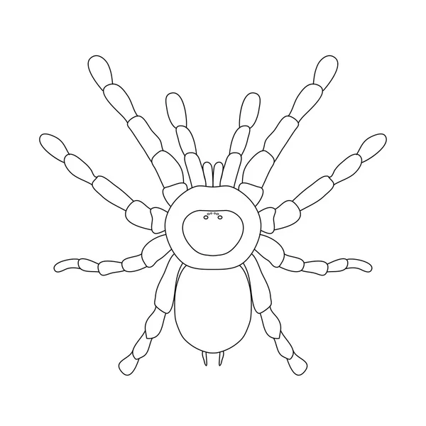 Tarantula örümceği Brachypelma smithi, örümcek kadın. örümcek üstten görünüm. Örümcek taslağını