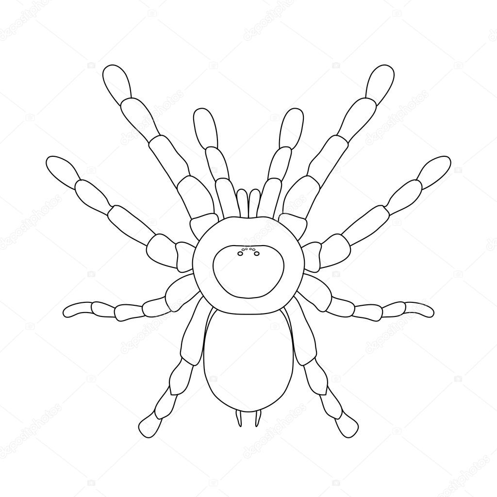 tarantula spider Brachypelma smithi, spider female. spider top view. Sketch of spider