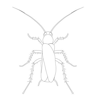 Blattella germanica. Hamam böceği. Hamam böceği taslağını. Beyaz arka plan üzerinde izole hamamböceği. boyama kitabı için tasarım Hamam böceği. çizilmiş hamam böceği.