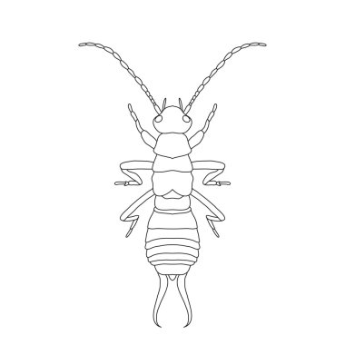 Forficula auricularia. Kulağakaçan. Kulağakaçan taslağını. Beyaz arka plan üzerinde izole kulağakaçan.