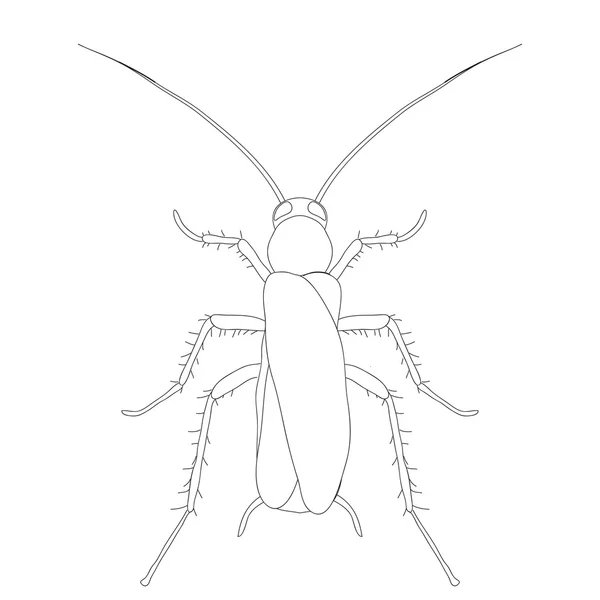 Blattella germanica입니다. 바퀴벌레입니다. 바퀴벌레의 밑그림입니다. 바퀴벌레는 흰색 배경에 고립입니다. 도 서 색칠 바퀴벌레 디자인입니다. 손으로 그린 바퀴벌레. — 스톡 벡터