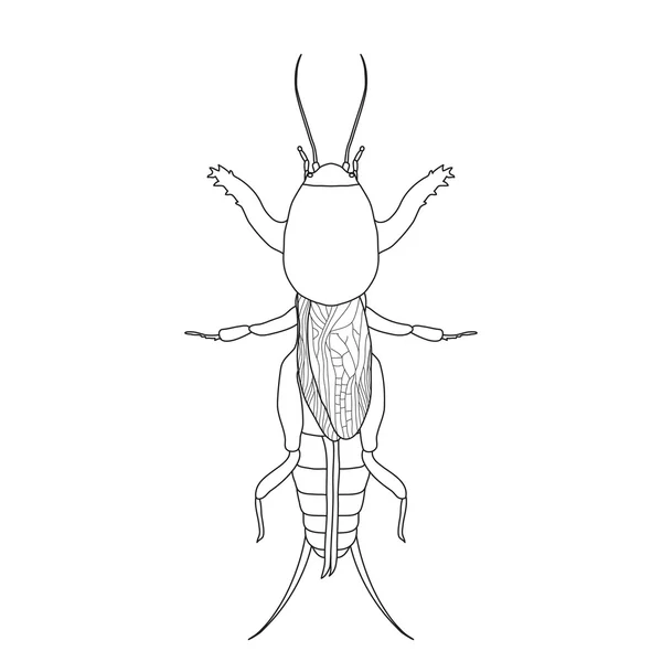 Gryllotalpidae.  European mole cricket. gryllotalpa. Sketch of mole cricket  mole cricket isolated on white background — Stock Vector
