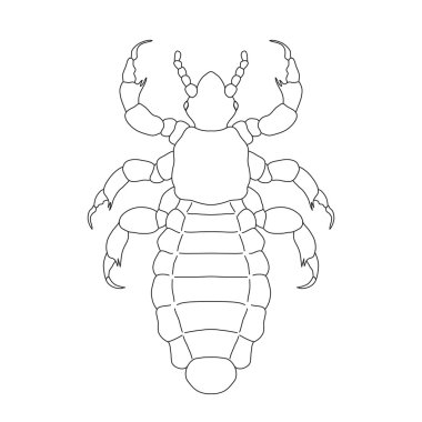 A head  human louse. Pediculus humanus capitis. Sketch of louse.  louse isolated on white background clipart