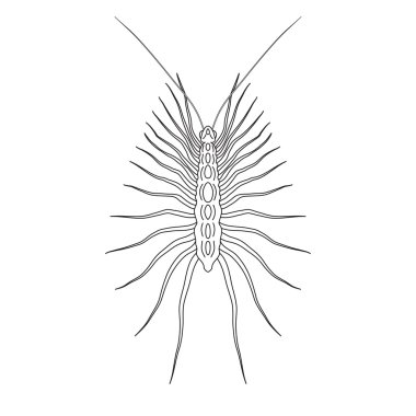 Scutigera coleoptrata. kırkayak. Kırkayak taslağını. Beyaz arka plan üzerinde izole kırkayak.