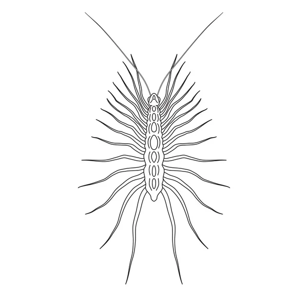 Scutigera coleoptrata. millipede.  Sketch of millipede. millipede isolated on white background. — Stock Vector