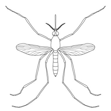 Böcek. gerçekçi bir sivrisinek. Culex pipiens sivrisinek siluet. Beyaz arka plan üzerinde izole sivrisinek.