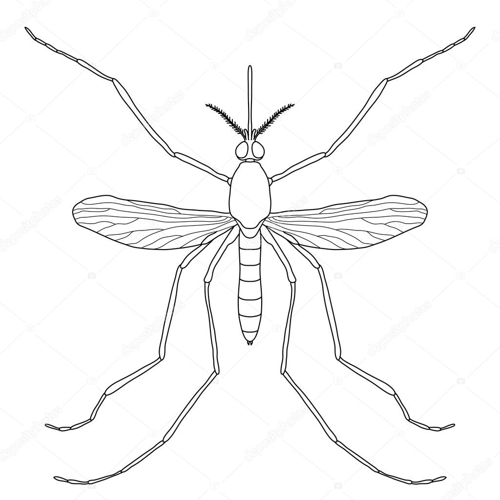Insect. a realistic mosquito. Culex pipiens Mosquito silhouette. Mosquito isolated  on white background.