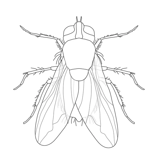 Vliegen. Domestica Musca... Insect. een realistische vlieg. vliegen silhouet. vliegen geïsoleerd op witte achtergrond. — Stockvector