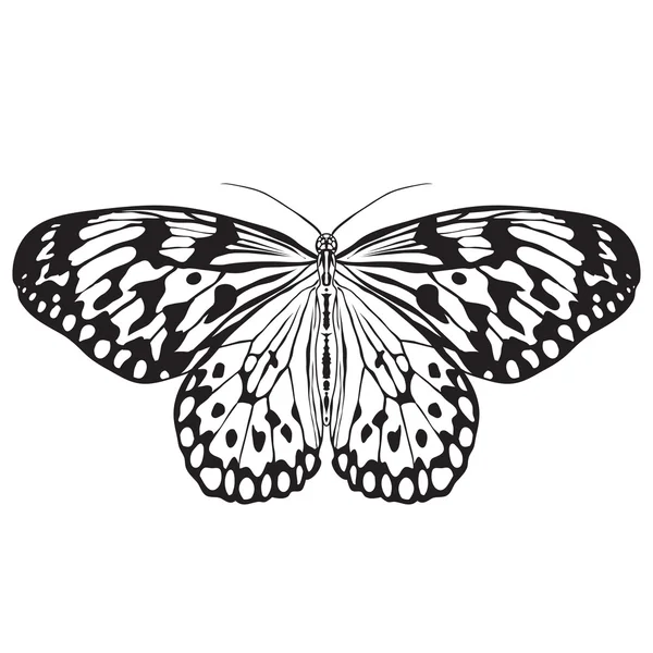 Motýl Idea jaký konec přichystá Bůh. Náčrt motýla. Motýl izolovaných na bílém pozadí. Návrh motýl omalovánky. — Stockový vektor