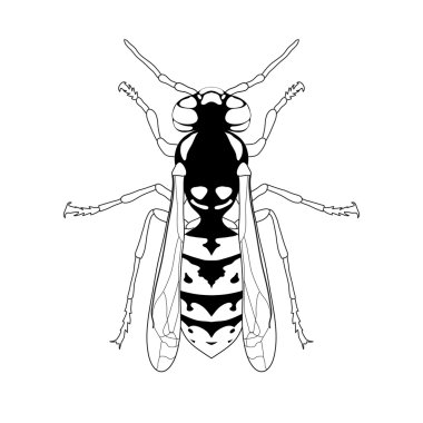 Wasp. Wasp taslağını. Beyaz arka plan üzerinde izole Wasp. Yaban arısı Tasarım boyama kitabı için. çizilmiş Wasp.