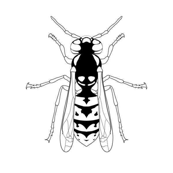 Avispa. Sketch of Wasp. Avispa aislada sobre fondo blanco. Wasp Design para colorear libro. Avispa dibujada a mano . — Vector de stock