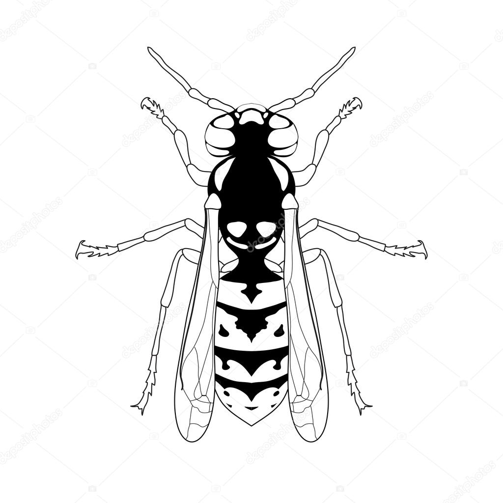 Wasp. Sketch of Wasp. Wasp isolated on white background. Wasp Design for coloring book.  hand-drawn Wasp. Vector illustration