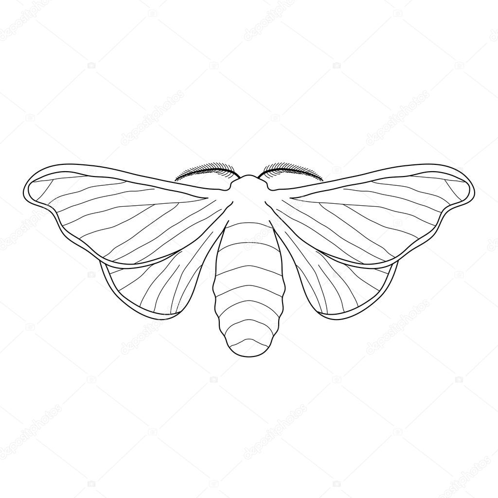 butterfly Bombyx mori.  Sketch of butterfly. butterfly isolated on white background.