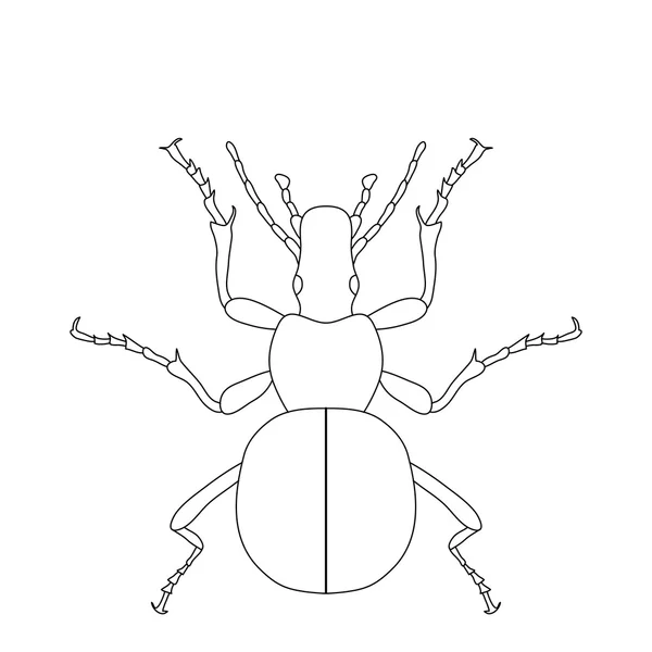 지상 비틀 버그입니다. Carabidae입니다. 땅 벌레의 밑그림입니다. 흰색 배경에 고립 된 지상 딱정벌레. — 스톡 벡터