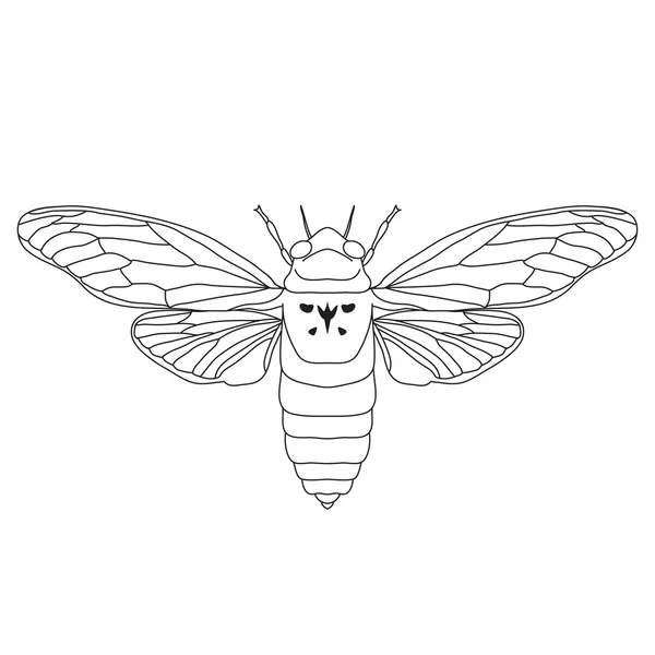Cicada. Cicadidae. Skiss av cikador. Cicada isolerad på vit bakgrund. — Stock vektor
