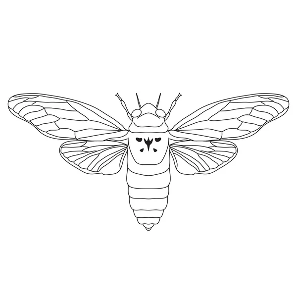 ağustosböceği. Cicadidae. Ağustosböceği taslağını. Beyaz arka plan üzerinde izole ağustosböceği.