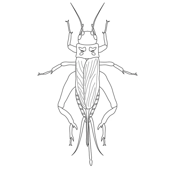 Cricket. grig. Gryllus campestris. Skiss av cricket. cricket isolerad på vit bakgrund. — Stock vektor