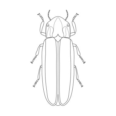 Ateş böceği böcek Lampyridae. Ateş böceği böcek taslağını. Beyaz arka plan üzerinde izole ateş böceği böcek.