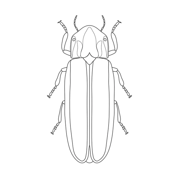 Escarabajo luciérnaga Lampyridae. Sketch of Firefly beetle. Escarabajo luciérnaga aislado sobre fondo blanco . — Vector de stock