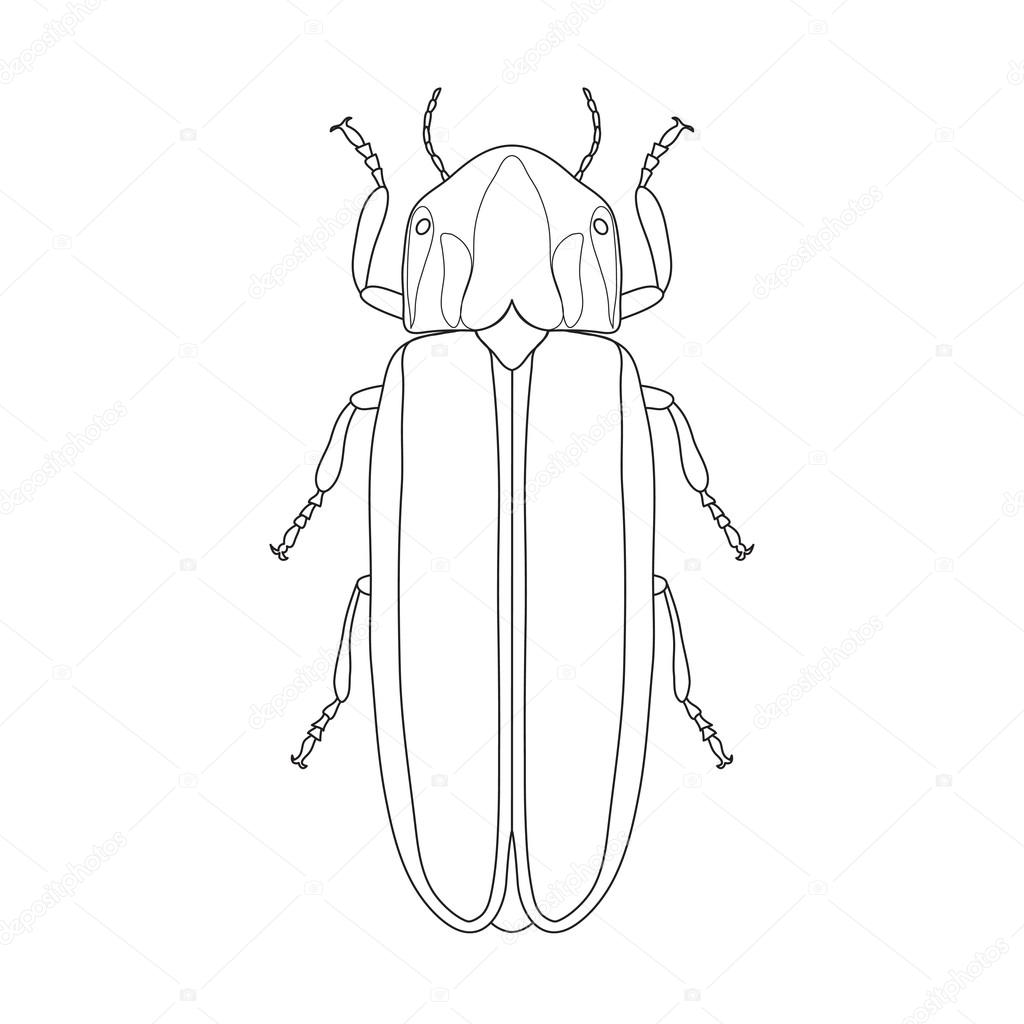 Firefly beetle Lampyridae. Sketch of Firefly beetle. Firefly beetle isolated on white background.