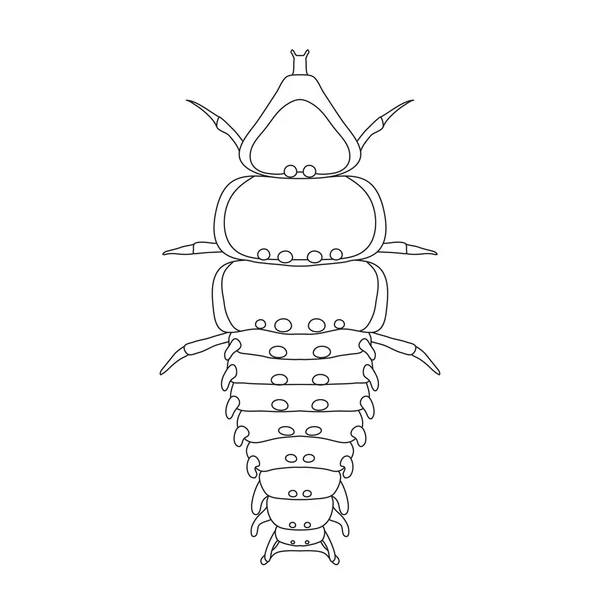 Escarabajo trilobita Duliticola Platerodrilus. Sketch of Trilobite beetle. Escarabajo trilobita aislado sobre fondo blanco . — Archivo Imágenes Vectoriales