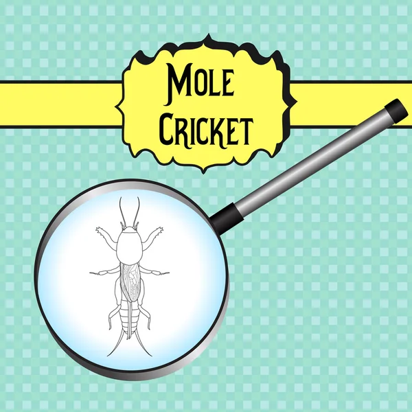 Gryllotalpidae. European mole cricket. gryllotalpa. Sketch of mole cricket mole cricket in magnifier — Stock Illustration Gryllotalpidae. European mole cricket. gryllotalpa. Sketch of mole cricket mole cricket in magnifier Royalty Free Stock Vectors