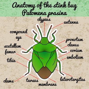 Böcek anatomisi. kalkan hata. Palomena prasina. Kalkan hata taslağını. boyama kitabı için böcek tasarım kalkan.