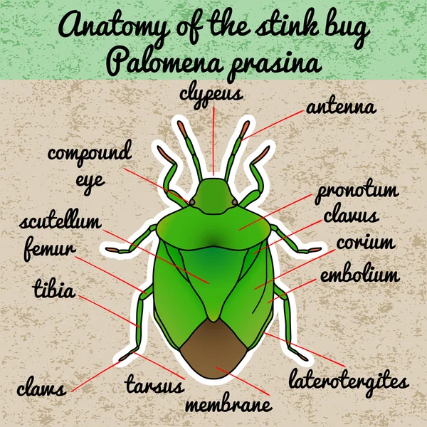 Anatomia dos insectos. bug escudo. Palomena prasina. Esboço do bug do escudo. shield bug Design para colorir livro . —  Vetores de Stock