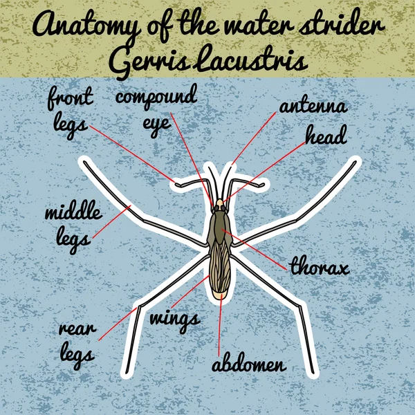 Anatomía de insectos. Vagabundo común. Gerridae. GERRIS LACUSTRIS Bosquejo de estrangulador de agua. Agua strider Diseño para colorear libro. strider de agua extraída a mano. Vector — Vector de stock