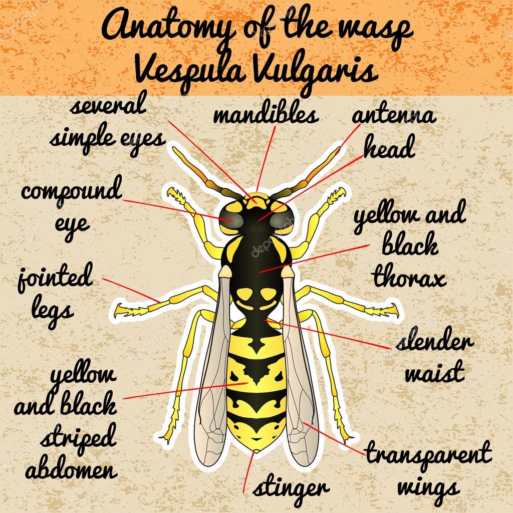 Insect anatomy.Wasp. Vespula Vulgaris. Sketch of Wasp. Wasp Design for coloring book. hand-drawn Wasp. Vector illustration