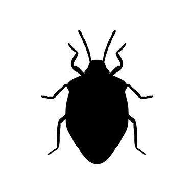 kalkan hata. Palomena prasina. Kalkan hata taslağını. Beyaz arka plan üzerinde izole hata kalkan.