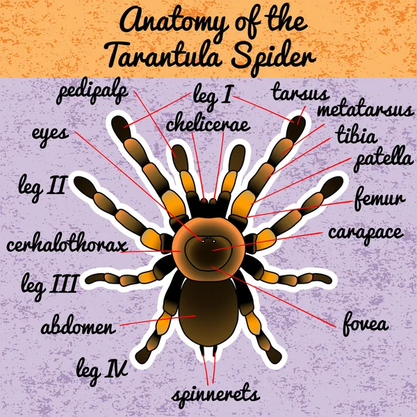 Anatomia degli insetti. Il ragno Tarantola. Brachypelma Smithi, ragno femmina. Schizzo di ragno. Tarantola. Vettore — Vettoriale Stock