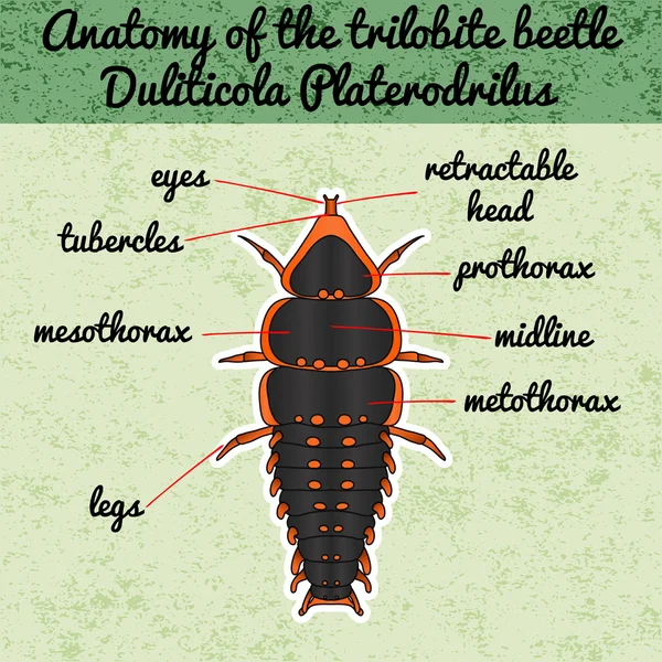 곤충 해부학입니다. 삼엽충 비틀 Duliticola Platerodrilus입니다. 삼엽충 딱정벌레의 스케치. 삼엽충 색칠에 대 한 디자인을 비틀. 손으로 그린 삼엽충 비틀입니다. 벡터 — 스톡 벡터