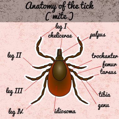 Böcek anatomisi. Etiket kene parazit. Kroki kene. Akar gider. Boyama kitabı için kene tasarım. Kene çizilmiş. Vektör