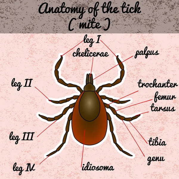 Böcek anatomisi. Etiket kene parazit. Kroki kene. Akar gider. Boyama kitabı için kene tasarım. Kene çizilmiş. Vektör