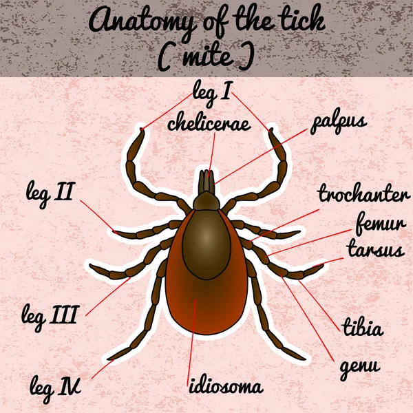 Анатомия насекомых. Паразит клещей. Эскиз Тика. Слегка. Tick Design для раскраски книги. Ручной Тик. Вектор — стоковый вектор