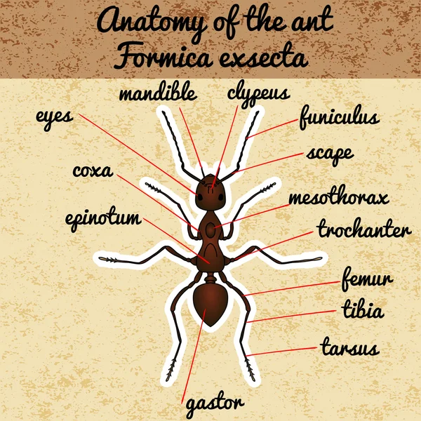 Böcek anatomisi. Etiket Formica exsecta. Kroki karınca. Boyama kitabı için ant tasarım. karınca çizilmiş. Vektör