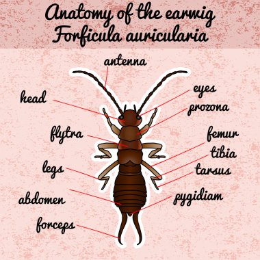 Böcek anatomisi. Etiket Forficula auricularia. Kulağakaçan. Boyama kitabı için kroki Earwig.Earwig tasarım. Anahat kulağakaçan çizilmiş. Vektör