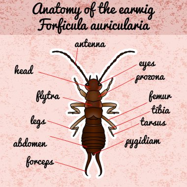 Insect anatomy. Sticker Forficula auricularia. Earwig. Sketch of Earwig.Earwig Design for coloring book. hand-drawn outline Earwig. Vector clipart