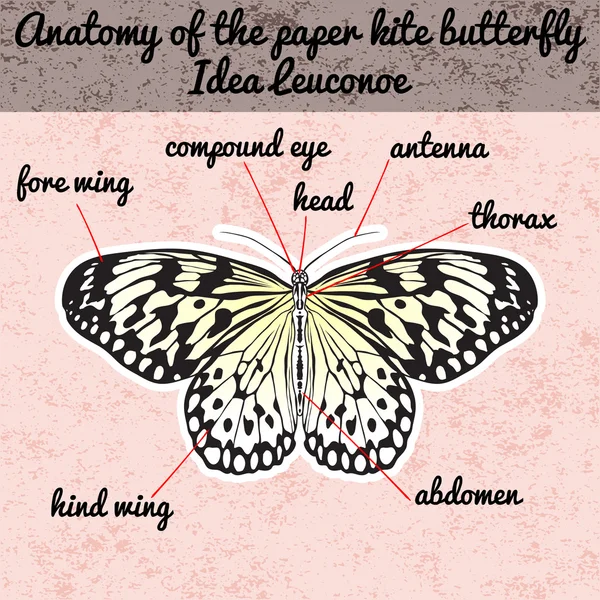 Anatomía de insectos. Sticker Butterfly Idea Leuconoe. Cometa de papel de arroz. Sketch of Butterfly. Diseño de mariposa para colorear libro. Mariposa dibujada a mano. Vector dibujado a mano — Vector de stock