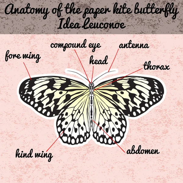 Anatomie des insectes. Sticker Idée papillon Leuconoe. Cerf-volant en papier de riz. Croquis de Butterfly. Papillon Design pour livre à colorier. Papillon dessiné à la main. Vecteur dessiné à la main — Image vectorielle