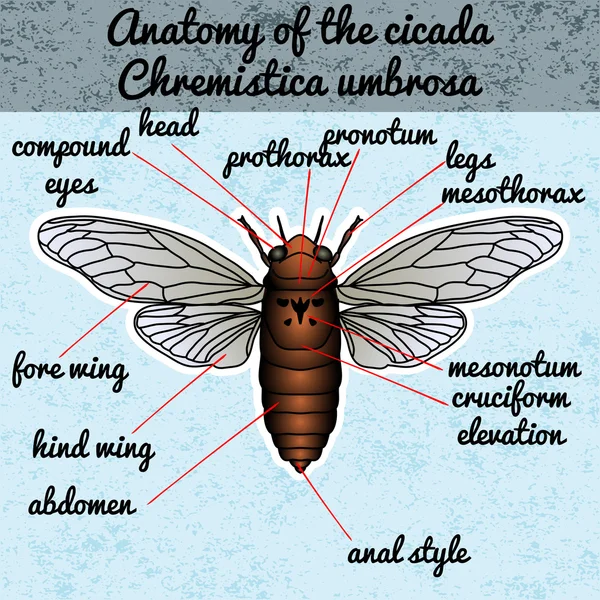 곤충 해부학입니다. 스티커 매미입니다. Cicadidae입니다. Chremistica umbrosa입니다. 매미의 밑그림입니다. 책을 착 색 세미 디자인입니다. 손으로 그린 세미입니다. 벡터 — 스톡 벡터