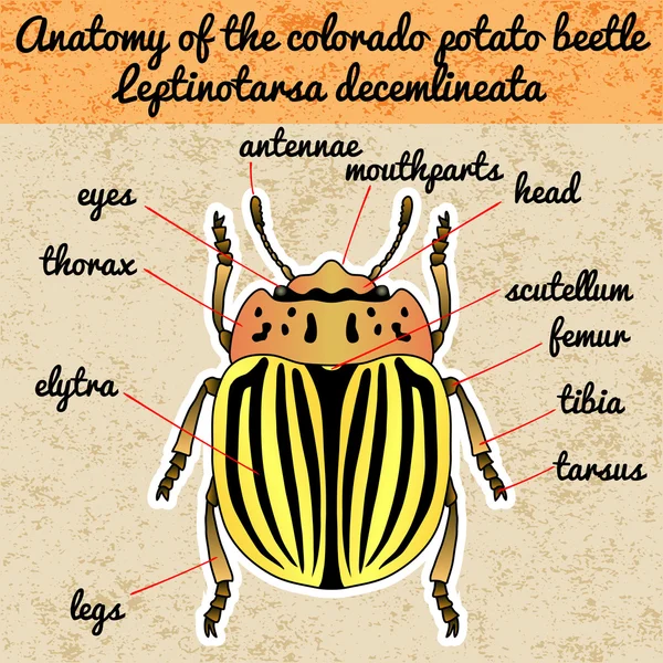 Анатомия насекомых. Картофельный жук-колорадо. Leptinotarsa decemballata. Эскиз картофельного жука Колорадо. Жук-колорадо Дизайн для раскраски книги. Жук-колорадо ручной работы. Вектор — стоковый вектор