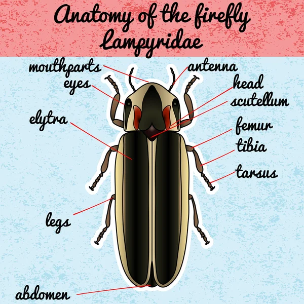 Rovar anatómia. Matrica Firefly bogár Lampyridae. photinus pyralis. Vázlat a Firefly bogár. Firefly beetle Design a kifestőkönyv. kézzel rajzolt Firefly bogár. Vektor — Stock Vector