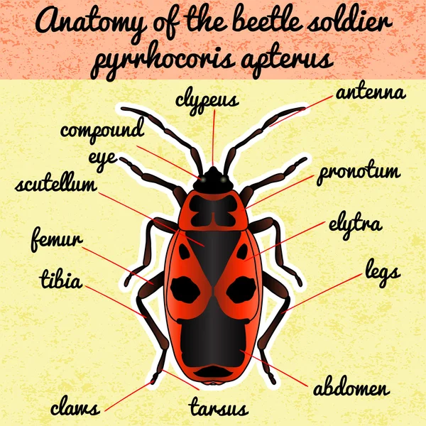 Anatomía de insectos. Pegatina Pyrrhocoris apterus. Escarabajo. Soldado insecto. Firebug. Boceto de escarabajo. escarabajo Diseño para colorear libro. escarabajo dibujado a mano. Vector — Vector de stock