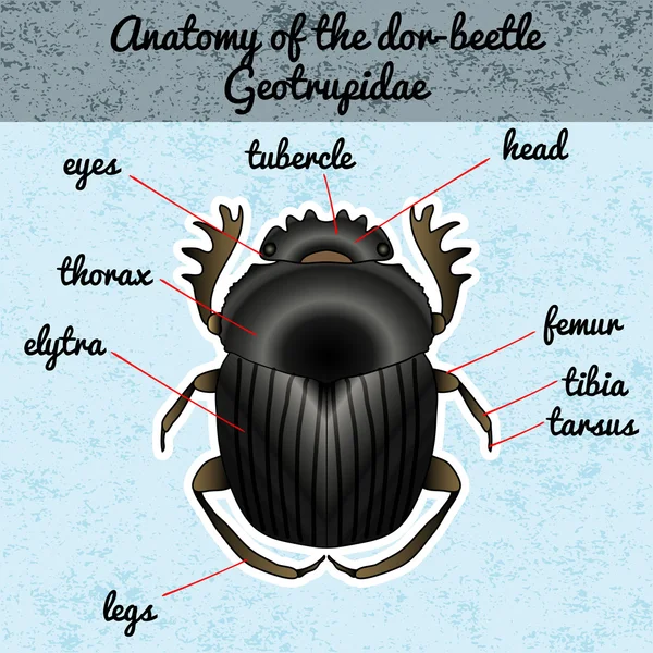 Anatomía de insectos. Pegatina Geotrupidae dor-beetle. Boceto de escarabajo del olor. Escarabajo del olor. dor-escarabajo escarabajo Diseño para colorear libro. escarabajo dibujado a mano, escarabajo del olor. Vector — Vector de stock