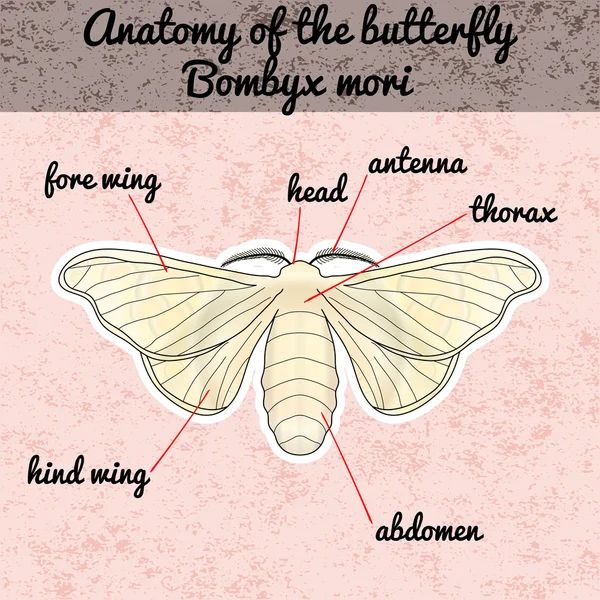 Böcek anatomisi. Etiket kelebek Bombiks mori. Kelebek eskiz. Tasarım kitap boyama için kelebek. Kelebek çizilmiş. Vektör