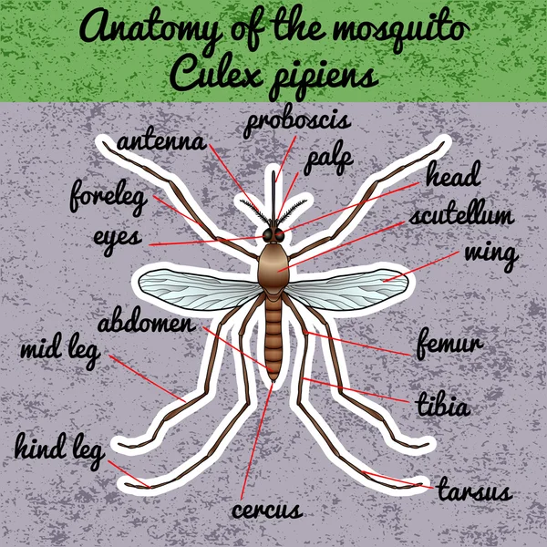 Anatomía de insectos. Pegatina mosquito realista. Culex pipiens Silueta de mosquitos. Diseño de mosquitos para colorear libro. mosquito dibujado a mano. Vector — Archivo Imágenes Vectoriales