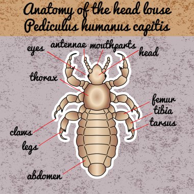 Böcek anatomisi. Etiket baş insan işe yaramaz. Pediculus capitis humanus. Kroki işe yaramaz. Tasarım için boyama kitabı hergele. çizilmiş işe yaramaz. Vektör